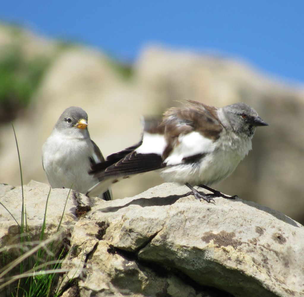 Pair of white-winged snowfinch